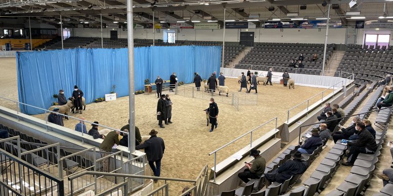 Ihr Veranstaltungsraum in Verden - Schafe in der Niedersachsenhalle